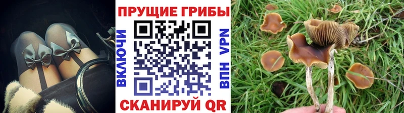 Купить где Кохма Галлюциногенные грибы Cubensis